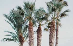 Preview wallpaper palm trees, tropics, trees, beach