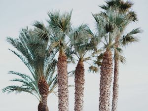 Preview wallpaper palm trees, tropics, trees, beach