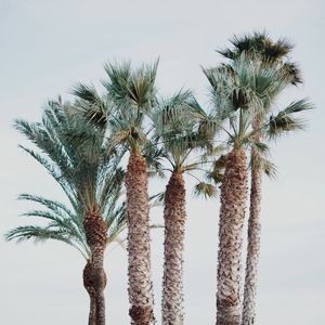 Preview wallpaper palm trees, tropics, trees, beach