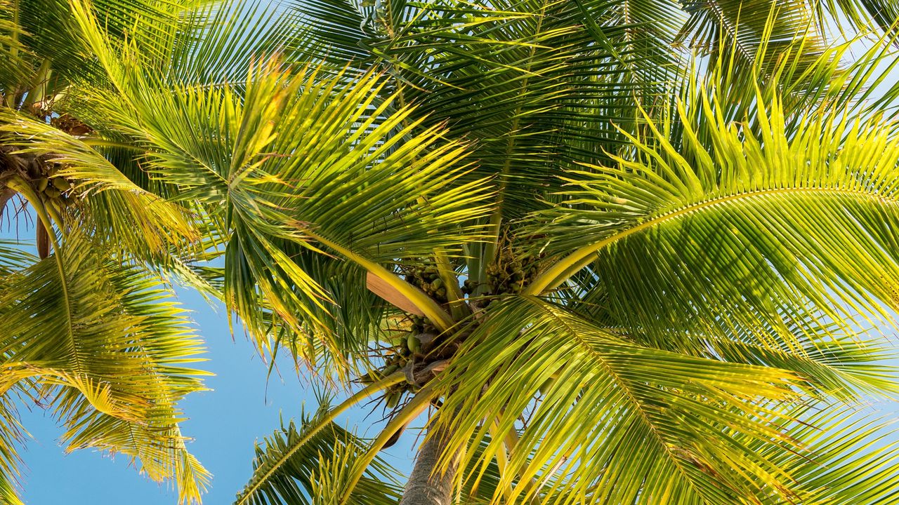 Wallpaper palm trees, trunk, branches, leaves, bottom view