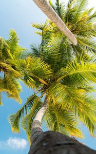 Preview wallpaper palm trees, trunk, branches, leaves, bottom view