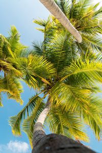 Preview wallpaper palm trees, trunk, branches, leaves, bottom view