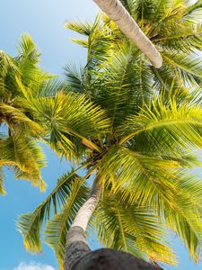 Preview wallpaper palm trees, trunk, branches, leaves, bottom view