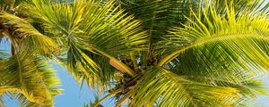 Preview wallpaper palm trees, trunk, branches, leaves, bottom view