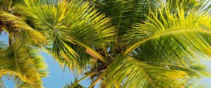 Preview wallpaper palm trees, trunk, branches, leaves, bottom view