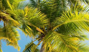 Preview wallpaper palm trees, trunk, branches, leaves, bottom view