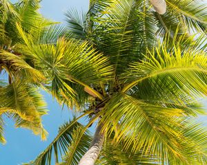 Preview wallpaper palm trees, trunk, branches, leaves, bottom view