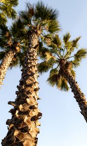 Preview wallpaper palm trees, trunks, branches, bottom view
