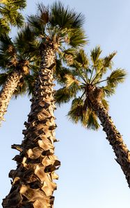 Preview wallpaper palm trees, trunks, branches, bottom view
