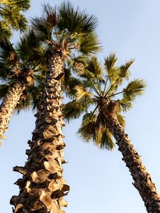 Preview wallpaper palm trees, trunks, branches, bottom view