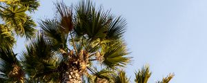 Preview wallpaper palm trees, trunks, branches, bottom view