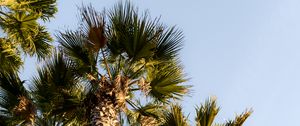 Preview wallpaper palm trees, trunks, branches, bottom view