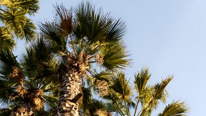 Preview wallpaper palm trees, trunks, branches, bottom view