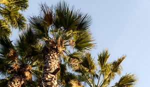 Preview wallpaper palm trees, trunks, branches, bottom view