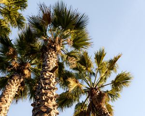Preview wallpaper palm trees, trunks, branches, bottom view