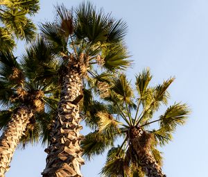 Preview wallpaper palm trees, trunks, branches, bottom view