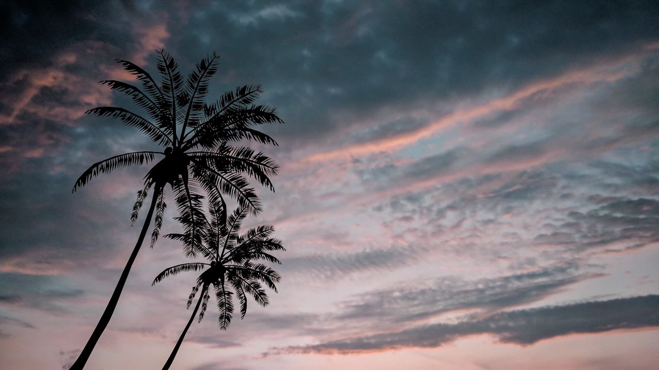 Wallpaper palm trees, twilight, dark, sky, clouds