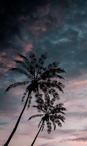 Preview wallpaper palm trees, twilight, dark, sky, clouds