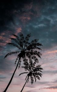 Preview wallpaper palm trees, twilight, dark, sky, clouds