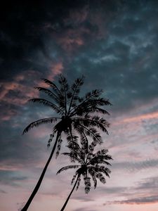 Preview wallpaper palm trees, twilight, dark, sky, clouds