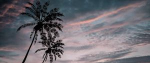 Preview wallpaper palm trees, twilight, dark, sky, clouds