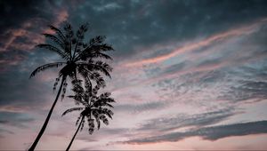 Preview wallpaper palm trees, twilight, dark, sky, clouds