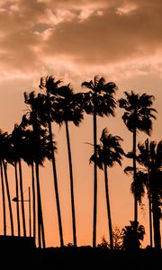 Preview wallpaper palm trees, twilight, outlines, dark, sky, clouds