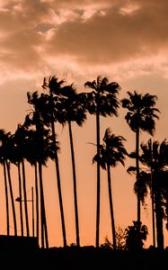 Preview wallpaper palm trees, twilight, outlines, dark, sky, clouds