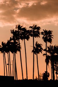 Preview wallpaper palm trees, twilight, outlines, dark, sky, clouds