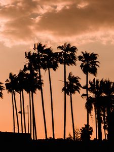 Preview wallpaper palm trees, twilight, outlines, dark, sky, clouds