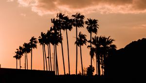 Preview wallpaper palm trees, twilight, outlines, dark, sky, clouds