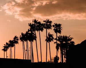 Preview wallpaper palm trees, twilight, outlines, dark, sky, clouds