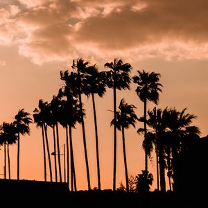 Preview wallpaper palm trees, twilight, outlines, dark, sky, clouds