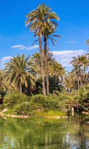 Preview wallpaper palm trees, water, pond, nature