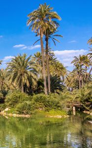 Preview wallpaper palm trees, water, pond, nature