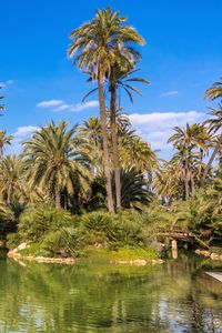 Preview wallpaper palm trees, water, pond, nature