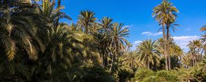 Preview wallpaper palm trees, water, pond, nature