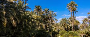 Preview wallpaper palm trees, water, pond, nature