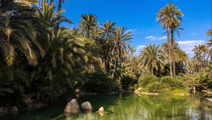 Preview wallpaper palm trees, water, pond, nature