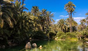 Preview wallpaper palm trees, water, pond, nature