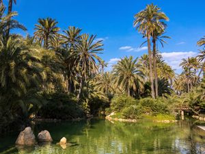 Preview wallpaper palm trees, water, pond, nature