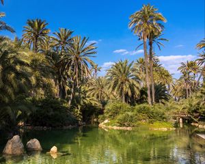 Preview wallpaper palm trees, water, pond, nature