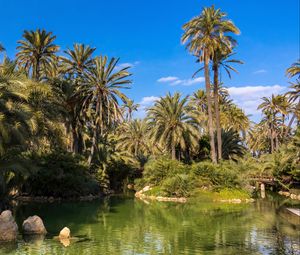 Preview wallpaper palm trees, water, pond, nature