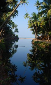 Preview wallpaper palm trees, water, reflection, tropics, nature