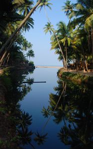 Preview wallpaper palm trees, water, reflection, tropics, nature