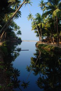 Preview wallpaper palm trees, water, reflection, tropics, nature