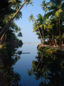 Preview wallpaper palm trees, water, reflection, tropics, nature