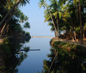 Preview wallpaper palm trees, water, reflection, tropics, nature