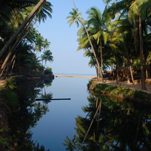 Preview wallpaper palm trees, water, reflection, tropics, nature