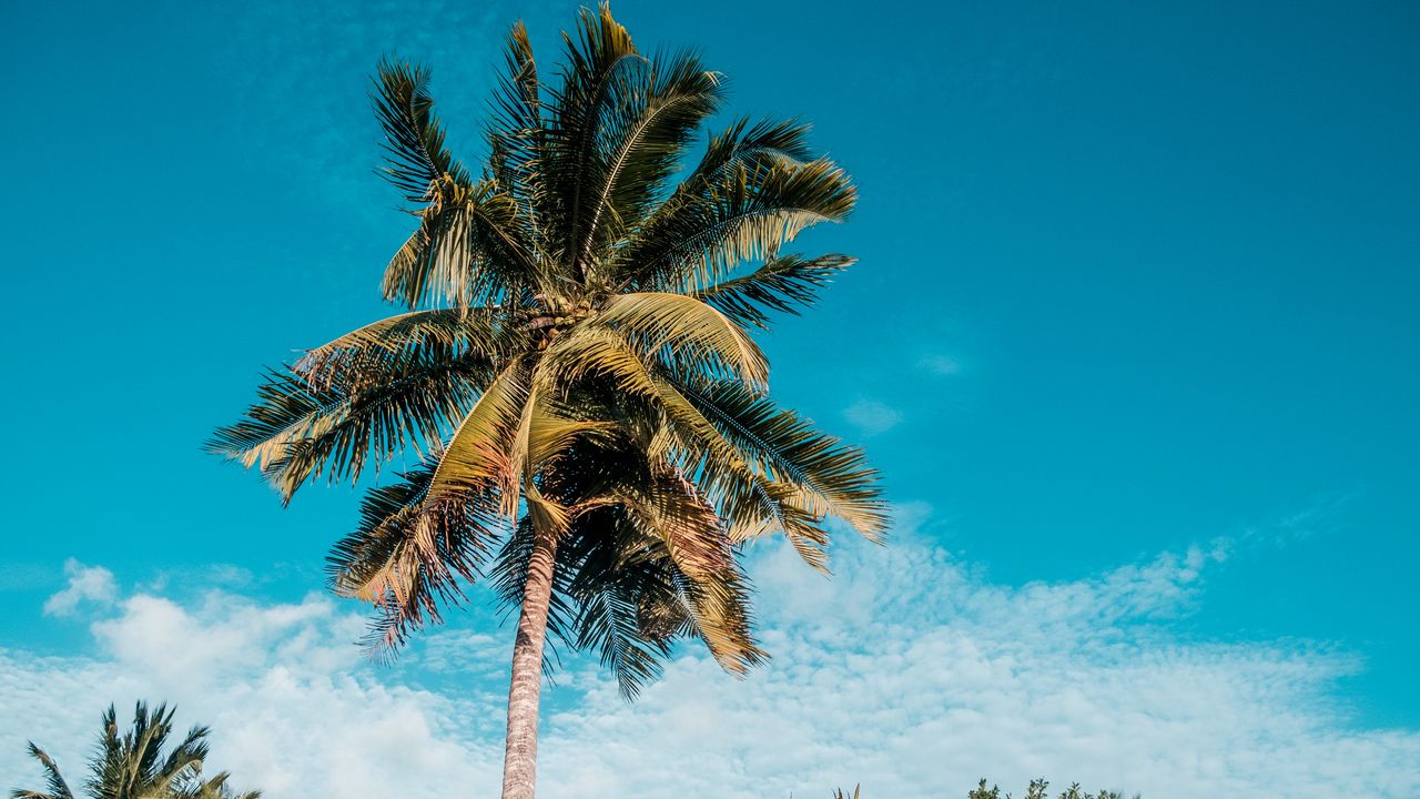 Wallpaper palm, tropics, summer, sky